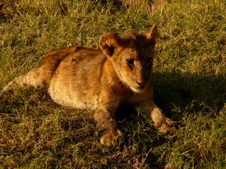 Afrikas geheimes Paradies Sambia - Abenteuerurlaub